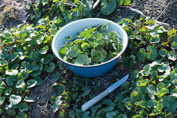 Bowl of freshly harvested garlic rocket in a bed