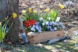 Spring in a wooden box in the garden: violets, primroses, crocuses, daffodils