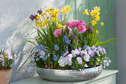 Silver bowl with daffodils, ranunculus, violets, grape hyacinths and checkerboard flower