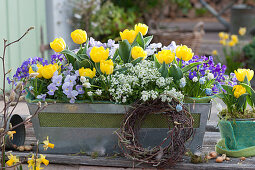 Balcony box with tulips, blue pillows, violets, grape hyacinths and scented oak, wreath of birch branches