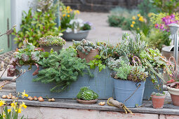 Easy-care box and bucket planted with perennials and succulents