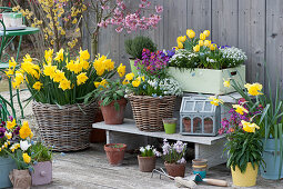 Spring terrace with daffodils, tulips, gold lacquer, grape hyacinths and scented oak
