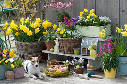 Easter terrace with daffodils, tulips, gold lacquer and grape hyacinths, dog Zula next to basket with Easter eggs