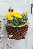 Gelbe Darwin-Tulpen 'Garant' im Korb an Türe gehängt