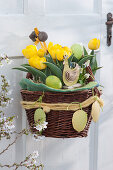 Yellow Darwin tulips 'Garant' decorated for Easter in a basket