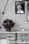 Potted red oxalis on shelf on shelf against pale grey wall