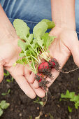 Hands holding freshly harvested radishes