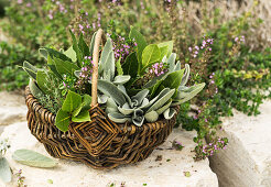 Herbs (bay leaves, sage and wild thyme) in a wicker basket