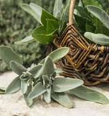 A sprig of sage next to a wicker basket