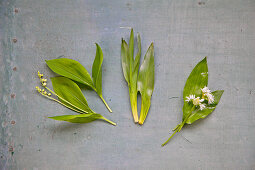 Wild garlic with lily of the valley and autumn lotus