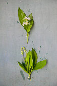 Difference between wild garlic and lily of the valley plants