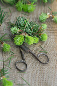 Spruce sprouts on a wooden table with a pair of old scissors