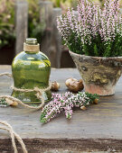 Bud blooming heather 'Pink Alicia', glass lantern on a table