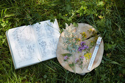 Fresh wild herbs next to a plant identification book in the grass