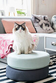 Cat sitting on pouffe in front of scatter cushion with cat motif on grey sofa