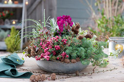Bowl with prickly heath, Jenny's stonecrop, cyclamen, and branches of larch with pinecones