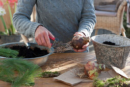 Amaryllis - Planting bulbs in a tray