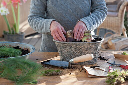 Amaryllis - Planting bulbs in a tray