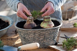 Amaryllis - Planting bulbs in a tray