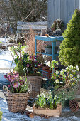 Christmas roses, spring roses, and snowdrops in baskets and wooden boxes