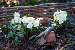 Christmas roses in a flower bed with planting utensils