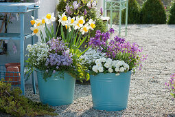 Narzisse 'Flower Record', Bohnenkraut, Gänsekresse 'Alabaster' 'Pink Gem' 'Roselite', Primel Belarina 'Snow', Schleifenblume 'Snowball' und Goldlack Poem 'Lilac', dahinter Magnolie