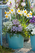 Narzisse 'Flower Record', Bohnenkraut, Gänsekresse 'Alabaster' 'Pink Gem' und Purpurglöckchen im blauen Blechkübel