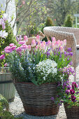Spring terrace with 'Dynasty' tulips, goose cress, rosemary, ranunculus, pansies and gold lacquer in baskets