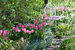 Bench in the spring bed with tulips 'Dynasty', commemorative, spurge and spring rose