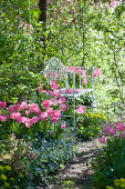 Bench in the spring bed with tulips 'Dynasty', commemorative, spurge and spring rose