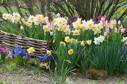 Bed with daffodils, hyacinths, tulips and gold lacquer