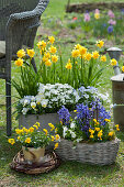 Pot arrangement with daffodils 'Rip van Winkle', horned violets, ribbon flower and hyacinths, wreath of branches