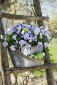 Zinc jardiniere with violets on an old wooden ladder, Easter eggs as decoration