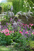 Small spring bed with tulip 'Dynasty', silver thaler and wisteria against a wattle wall