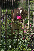 Geranium in small glass vase on wooden board decorating summer garden