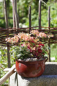 Decoratively planted container in summery cottage garden