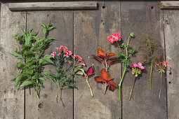 Cut flowers and leaves from cottage garden