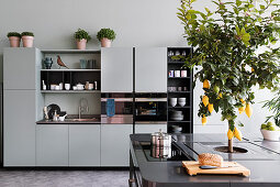 Pale grey kitchen cabinets and charcoal-grey island counter with lemon tree planted in centre