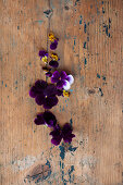 Viola flowers on rustic wooden surface