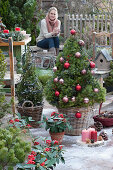 Sugar loaf spruce decorated as a Christmas tree with baubles and fairy lights