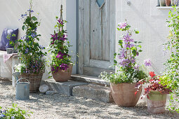 Pot arrangement with flowering clematis