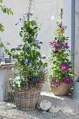 Clematis 'Ville de Lyon' and 'Juuli' at the house entrance