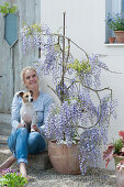 Woman with dog Zula sits next to blooming wisteria