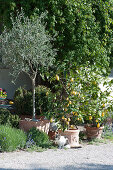 Olivenbaum und Zitronenbäumchen in Terracottatöpfen an der Terrasse, Katze