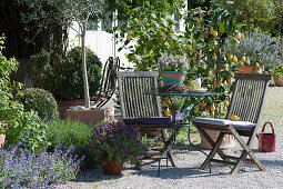 Small seating area on a Mediterranean gravel terrace with lemon trees, lavender and savory, catnip in the bed