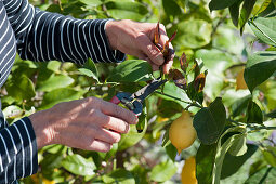 Woman cuts young shoots from lemon tree