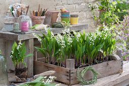 Lilies of the valley in a wooden crate on a potting table