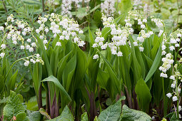 Blooming lily of the valley in the bed