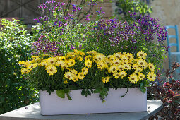 Box with Cape daisy 'Light Yellow' and Elfenspiegel Fairy Kisses 'Boysenberry'