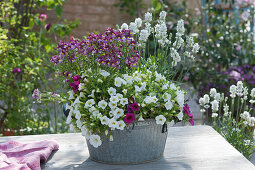 Zinc bowl with coral bells, Nemesia  'Boysenberry' and white lavender